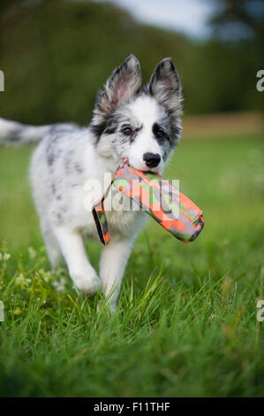 Border Collie Welpen Wiese, Abrufen von Spielzeug Stockfoto