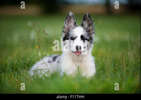 Border Collie Puppy liegt auf einer Wiese Stockfoto