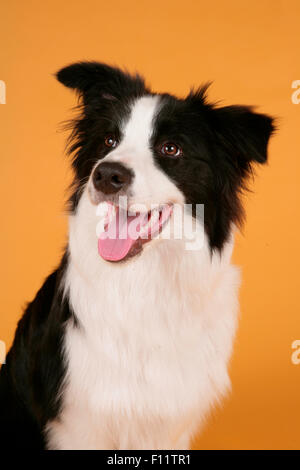 Border Collie schwarz-weiß-Erwachsene Studio Porträtbild vor gelbem Hintergrund Stockfoto