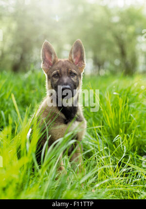 Deutscher Schäferhund, elsässische Welpen sitzen Grasland Stockfoto