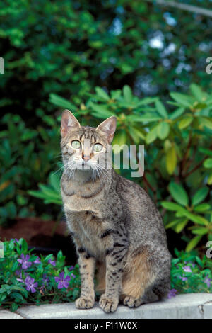 Ägyptische Mau Cat. Erwachsenen in einem Garten Stockfoto