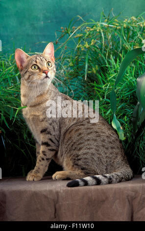 Egyptian Mau Katze nach Sitzen in frontof Grünpflanzen Stockfoto