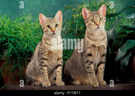 Egyptian Mau Katze zwei Erwachsene sitzen vor dem Laub Pflanzen Stockfoto