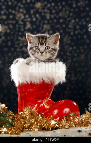 British Kurzhaar Tabby Kitten mit Blick vom roten Weihnachtsmann-boot Stockfoto