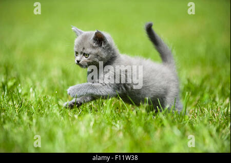 Britisch Kurzhaar Katze British Blue Kitten laufen Rasen Stockfoto