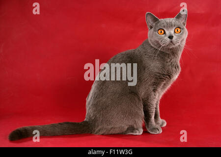 British Kurzhaar Erwachsenen britische blaue Katze sitzt, gesehen vor rotem Hintergrund Stockfoto