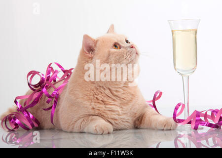 Britisch Kurzhaar erwachsene Katze neben Glas und Papier gefüllt Sekt luftschlangen Studio Bild vor weißem Hintergrund liegend Stockfoto