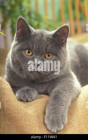 Chartreux-Katze. Ein Erwachsener, der auf einer Leinendecke liegt Stockfoto