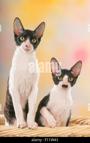 Cornish Rex Pair schwarz-weiß-Katzen Wicker Korb Studio Bild Stockfoto