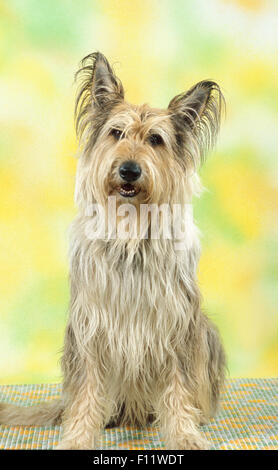 Picardie Schäferhund, Berger Picard Erwachsenen Hundesitting Stockfoto