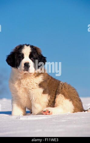 Bernhardiner Hundewelpen sitzen Schnee Stockfoto