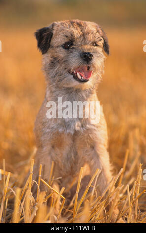 Border Terrier Adult Hundesitting Stoppelfeld Stockfoto