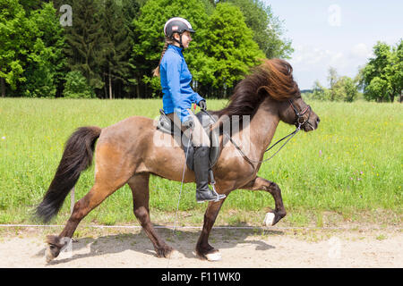 Isländisches Pferd. Hengst mit Reiter auf dem Toelt. Österreich Stockfoto