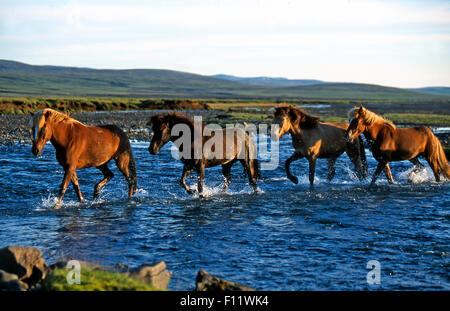 Isländische Pferd vier Pferde über Bach Linie Island Stockfoto