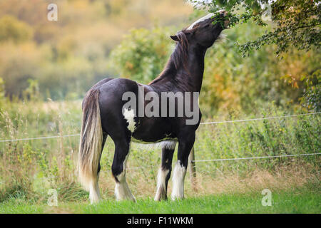 Shire Horse Bay Stllion Weide gehen Stockfoto