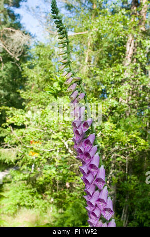 Fingerhut Fingerhut wilde Blume Blumen Wildblumen Wildblumen im schwedischen Wald Schweden Stockfoto