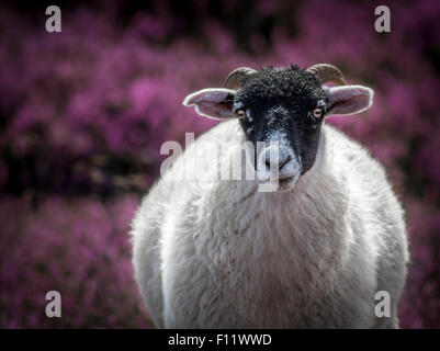 Blackface Schafe weiden in der Vibrantly blühende Heideland Landschaft, Yorkshire, England Stockfoto