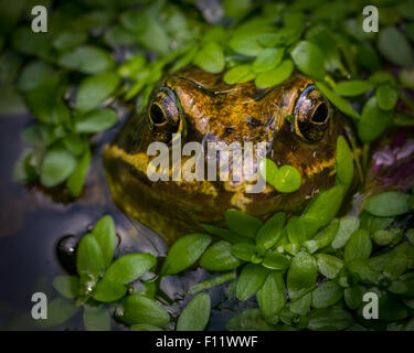 Grasfrosch (Rana Temporaria) mit Herz geformten Blatt auf seiner Nase, klar warten auf einen Kuss. Stockfoto