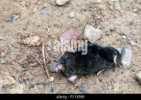 Maulwurf (Talpa Europaea). Gefunden Sie tot nach längerer Trockenheit. Stockfoto