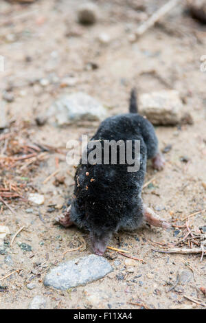 Maulwurf (Talpa Europaea). Gefunden Sie tot nach längerer Trockenheit. Stockfoto