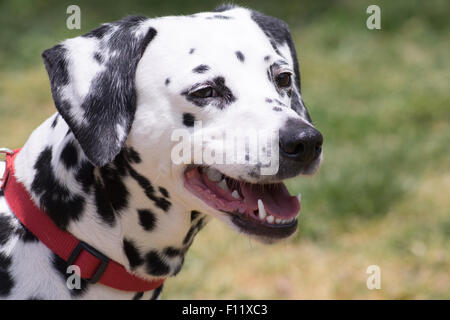 Dalmatiner Porträt. Stockfoto