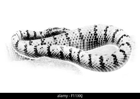 Graphic schwarz / weiss Portrait des orientalischen Peitsche Schlange, grünen Viper von Borneo. Bild invertieren auf weißem Hintergrund. Stockfoto