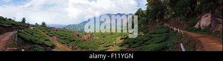 Panorama einer Teeplantage in Munnar Indien Stockfoto