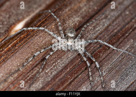 Philodromid Krabbenspinne, Laufspinne, Flachstrecker, Philodromus Margaritatus, Laufspinnen, Philodromidae Stockfoto