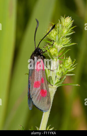 New Forest Burnet, Kleines Fünffleck-Widderchen, Fünffleckwidderchen, Zygaena Viciae, Zygaena Meliloti Thermophila Meliloti Stockfoto