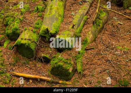 Faulenden Baum. Ein gefallenen Baumstamm zersetzt auf Waldboden, Fäulnis und zurück in Boden Stockfoto