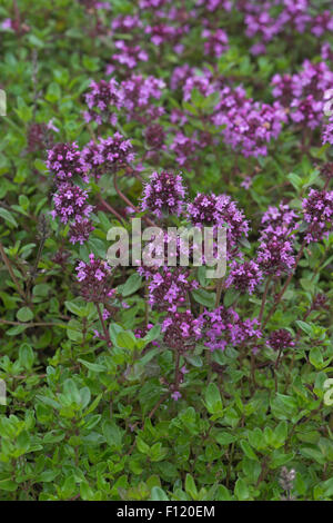 Behaarte Thymian, Frühblühender Thymian, Niedergestreckter Thymian, Thymus Praecox, Alba Thymian, Arktische Unterart SSP. arcticus Stockfoto