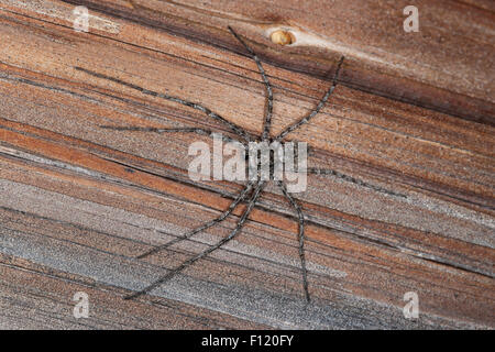 Philodromid Krabbenspinne, Laufspinne, Flachstrecker, Philodromus Margaritatus, Laufspinnen, Philodromidae Stockfoto