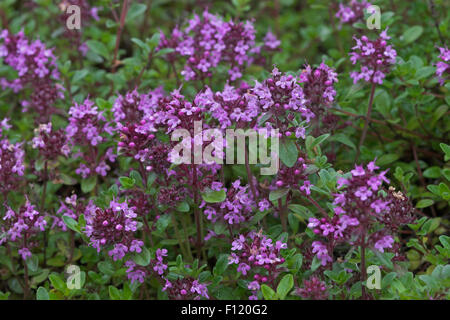 Behaarte Thymian, Frühblühender Thymian, Niedergestreckter Thymian, Thymus Praecox, Alba Thymian, Arktische Unterart SSP. arcticus Stockfoto