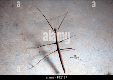 Eine Stabheuschrecke in Cappas Insectozoo, Vila Ruiva, Kuba, Portugal Stockfoto