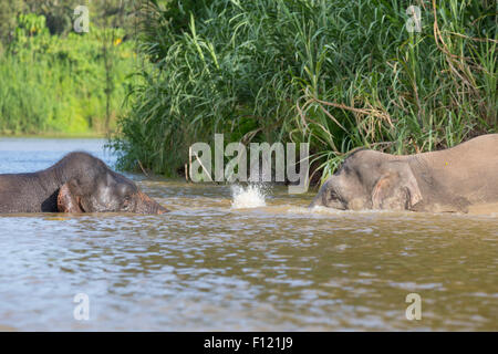 Bornean Pygmäen Elefanten (Elephas Maximus Borneensis) interagieren, Kinabatangan Fluss, Sabah, Malaysia Stockfoto