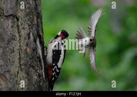 Um ihr Nest zu schützen Angriffe Trauerschnäpper Buntspecht Stockfoto