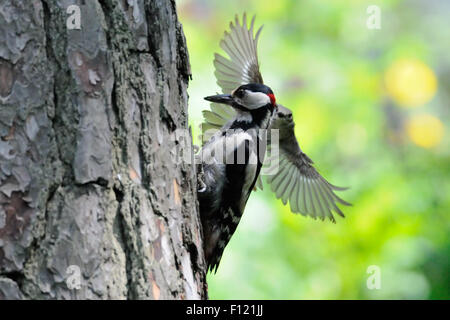 Um ihr Nest zu schützen Angriffe Trauerschnäpper Buntspecht Stockfoto