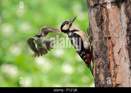 Um ihr Nest zu schützen Angriffe Trauerschnäpper Buntspecht Stockfoto