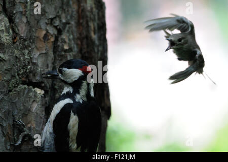 Um ihr Nest zu schützen Angriffe Trauerschnäpper Buntspecht Stockfoto