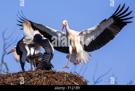 Luebtheen, Deutschland. 21. August 2015. Ein Storch landet auf seinem Nest in Luebtheen, Deutschland, 21. August 2015. Viele Storchennester haben in diesem Jahr deutlich weniger Nachkommen als 2014 geführt. Weil sie so spät aus ihrem Winterquartier zurückgekehrt sind, viele Störche beginnt nicht mit ihrer ersten Brut im Frühjahr, nach Angaben der Organisation Naturschutzbund Deutschland (NABU, beleuchtet. Natur und Biodiversität Union Deutschland). Foto: Jens Büttner/Dpa/Alamy Live News Stockfoto