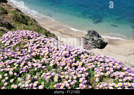 North Cornwall - Küste Weg nr Polzeath - Wildblumen abstürzende Felswand - Felsenküste - ruhige ses - Sonnenlicht Stockfoto