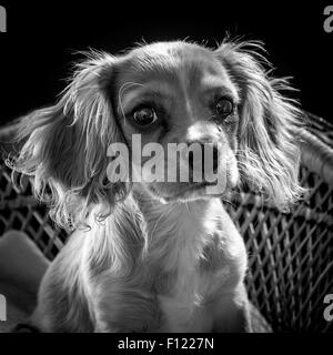 Schwarz / weiß Bild eines Cavapoo Welpen sitzen auf einem dekorativen geflochtenen Sitz mit schwarzem Hintergrund Stockfoto