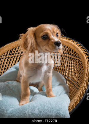 Cavapoo Welpen sitzt auf einem hellen blauen Kissen auf einem dekorativen geflochtenen Sitz mit schwarzem Hintergrund Stockfoto