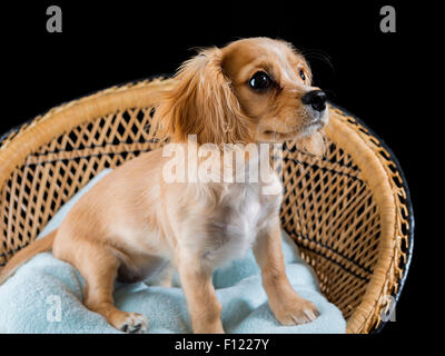 Cavapoo Welpen sitzt auf einem hellen blauen Kissen auf einem dekorativen geflochtenen Sitz mit schwarzem Hintergrund Stockfoto