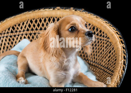 Cavapoo Welpen sitzt auf einem hellen blauen Kissen auf einem dekorativen geflochtenen Sitz mit schwarzem Hintergrund Stockfoto