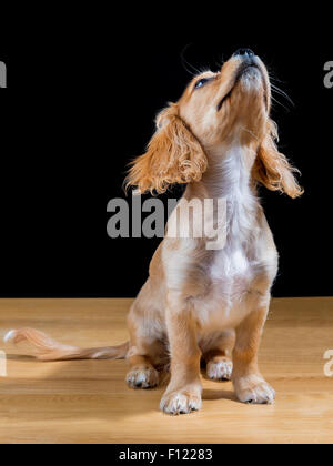 King Charles Cavalier / mischrassiger Hund Pudel posiert auf einem Tisch vor einem schwarzen Hintergrund und sieht nach oben Stockfoto