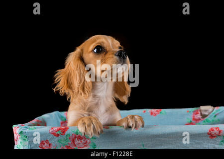 Cavapoo Welpen hält seinen Kopf aus einem Stoff gesäumte Korb mit schwarzem Hintergrund Stockfoto