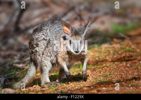 Eine seltene Art der Känguru-Familie..., Tammar Wallaby. Stockfoto