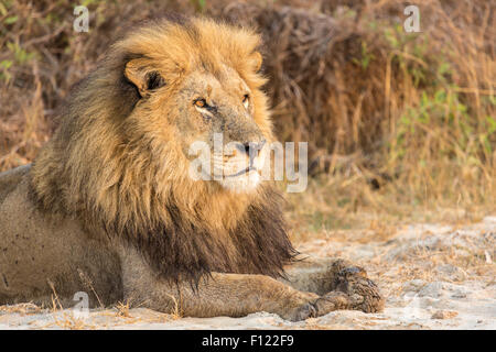 Tierwelt: Eine wunderschöne, majestätische männliche Löwe, ein wildes Tier apex Predator gelassen sitzt in der Morgensonne im Okavango Delta, Botswana ruhen Stockfoto