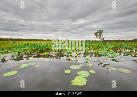 Seerosen am South Alligator River im Kakadu National Park. Stockfoto